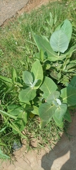 Calotropis procera