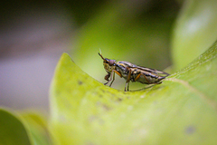 Dorycera grandis