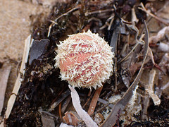 Amblypneustes formosus