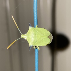 Biprorulus bibax