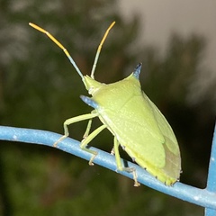 Biprorulus bibax