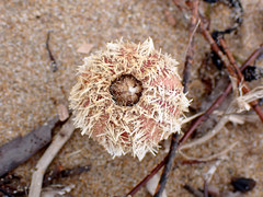 Amblypneustes formosus