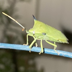 Biprorulus bibax