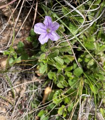 Ruellia pilosa