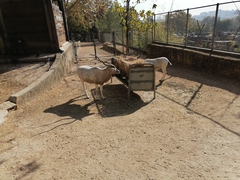 Addax