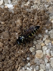 Bembecinus borneanus