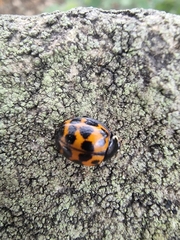 Harmonia axyridis