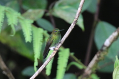 Haplophaedia aureliae