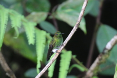 Haplophaedia aureliae