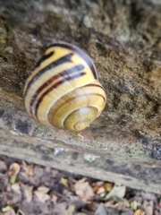 Cepaea nemoralis