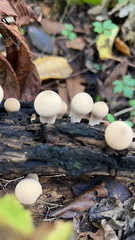 Apioperdon pyriforme