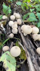 Apioperdon pyriforme