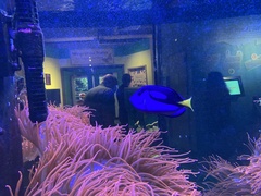 Paracanthurus