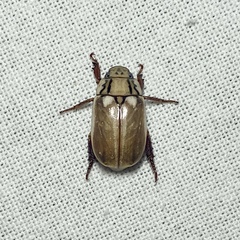 Anoplognathus abnormis