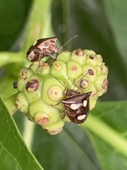 Paracritheus trimaculatus