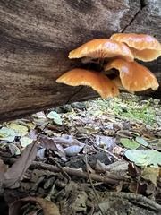 Flammulina velutipes