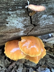 Flammulina velutipes