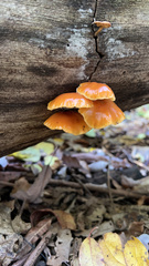 Flammulina velutipes