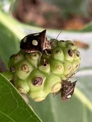 Paracritheus trimaculatus