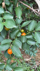 Strychnos cathayensis