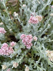 Helichrysum crispum