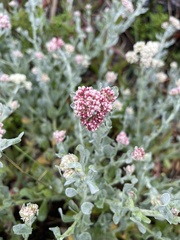Helichrysum crispum