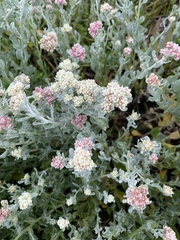 Helichrysum crispum