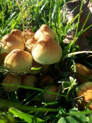 Hypholoma fasciculare
