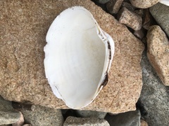 Ezocallista brevisiphonata