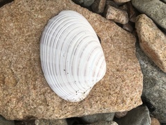 Ezocallista brevisiphonata