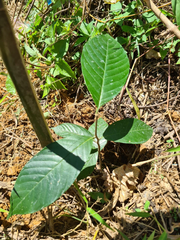 Dilleniaceae