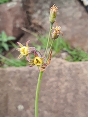 Tulbaghia ludwigiana