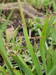 Tulbaghia ludwigiana