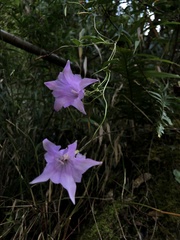 Crawfurdia angustata