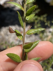 Daviesia filipes