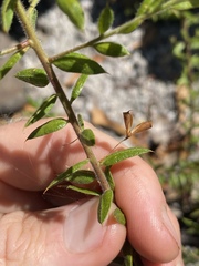 Daviesia filipes