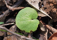 Corybas diemenicus
