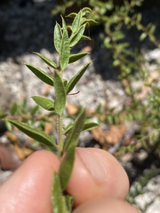 Daviesia filipes