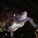 Western Pond Turtles - Photo (c) Alan Wolf, some rights reserved (CC BY-NC-SA)
