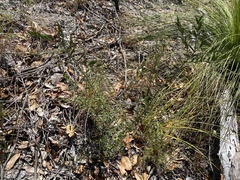 Daviesia filipes