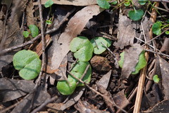 Corybas diemenicus