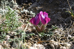 Oxytropis intermedia