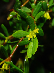 Pimelea hewardiana