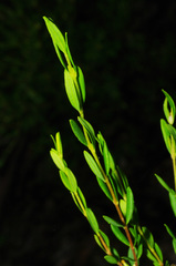 Pimelea hewardiana