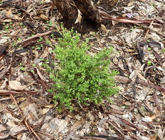 Pimelea hewardiana