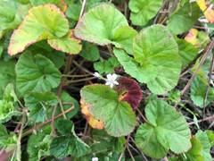 Pelargonium littorale
