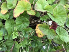 Pelargonium littorale