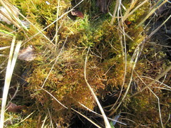 Drepanocladus