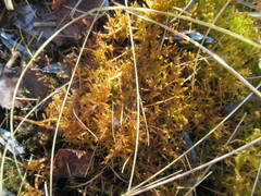 Drepanocladus