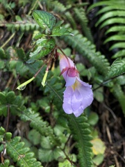 Impatiens arguta